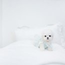 스타일독앤캣 강아지고양이 부천본점 이미지