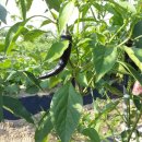 미실농장 이미지