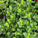 상록꽃화원 이미지