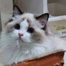 캣돌 캐터리 이미지