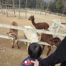 행복목장 | 아이와 함께한 행복한 하루, 가평 양떼목장 부모참여수업 후기 🐑