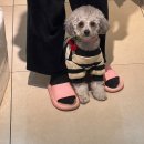 댕댕이 이발소 이미지