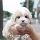 광주강아지분양 고양이분양 도로시펫 이미지