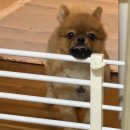 위드왈왈 이미지