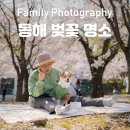 고성동부도서관 | 동해 벚꽃 명소 | 부곡동 수원지 동해구상수시설 개화 봄 여행지