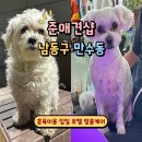 준애견미용샵