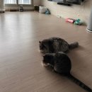 차호현세탁연구소 | 청소연구소 가사도우미 내돈내산 후기 평택 (추천인코드/할인꿀팁)