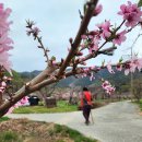 복사꽃마을 이미지