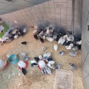 부여청계농장 이미지