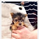 오독안심분양센터 강아지분양 고양이분양 시흥점 이미지