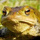 금두꺼비 이미지