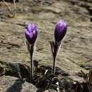 동강할미꽃마을 이미지