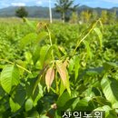 상일농원 이미지