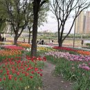 금호동 태금역 앞 공원 | 한강공원 튤립명소 용비쉼터 튤립 위치 가는 방법 개화 상황 아기랑 (서울 성동구 금호동)