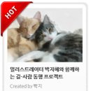 길냥이와 함께하는 이미지