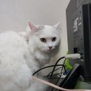 초이종합동물병원 이미지