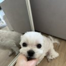 몽통구리 이미지