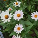 마더스 가든 이미지