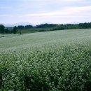 메밀꽃필무렵 이미지