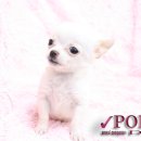 포인트독 이미지