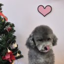 라이크어독 이미지