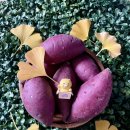 아이씨알 | 🍠 포슬포슬 밤고구마 추천｜씨알상사 밤고구마 솔직 후기 (다이어터 애정템)