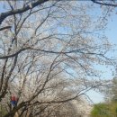 벚꽃길(에덴) 주유소 이미지