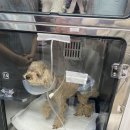 24시 시유동물메디컬센터 이미지