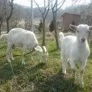 이성식목장 이미지