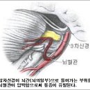 [특별기획]삼차 신경통과 안면근 경련---- 치료에 능숙한 한의사가 되어 성공하려면 정규대학교에 입학하십시오. www.scukorea.com 이미지