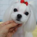 위드퍼피 애견미용실 이미지