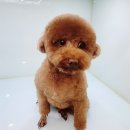 요크독애견샵 이미지