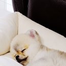귀여워 강아지 네이버블로그