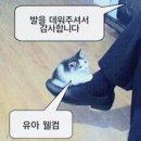 [일본 워킹홀리데이] 놀고먹는 오사카 워홀 맛보기 함께해요 (시내 나들이, 오사카 클럽, 교토 관광)