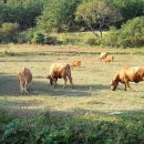 명곡목장 이미지