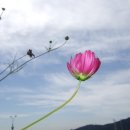 코스모스공원 이미지