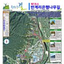 원주굽이길 원7코스 반계리은행나무길 이미지