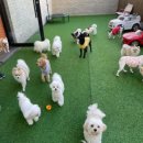 댕구르강아지유치원 이미지