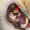 아델동물병원 이미지