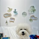 코지독하우스 이미지