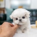 일산 강아지분양 스마트독 네이버블로그