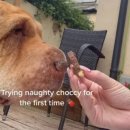 죽음 앞둔 강아지가 평소 먹고 싶어 했던 '초콜릿' 건네주며 오열하는 주인 이미지