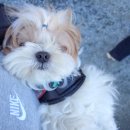 순자농장 | 울산 간월재 등산코스 강아지랑 산책갈만한곳