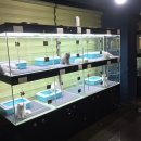 분당고양이분양 나비캣 이미지