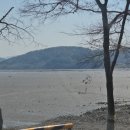 월정방풍림 이미지