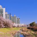경산초등학교 | 벚꽃 개화시기 알리미 청주 가경천 살구꽃 살구나무거리