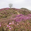 황매산 철쭉 상황… 이미지