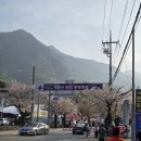 원호암5길 | 올해 다녀온 벚꽃 명소 솔직 후기(계룡산,제천,충주)