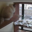 고양이호텔 윤집사 이미지