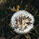 민들레여행 이미지